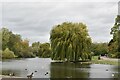 TQ2782 : Weeping Willow by the Boating Lake by N Chadwick