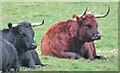 TQ0652 : Hatchlands Park - Dexter Cattle by Colin Smith