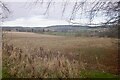 Grazed kale, Blainslie