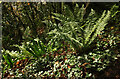 SX8456 : Ferns above the Dart by Derek Harper