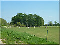 Sheep near Isle of Wight Bridge