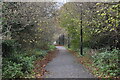 Tree-lined byway