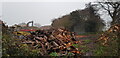 Log Processing, Forhill