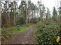 Path along the edge of Forest Wood