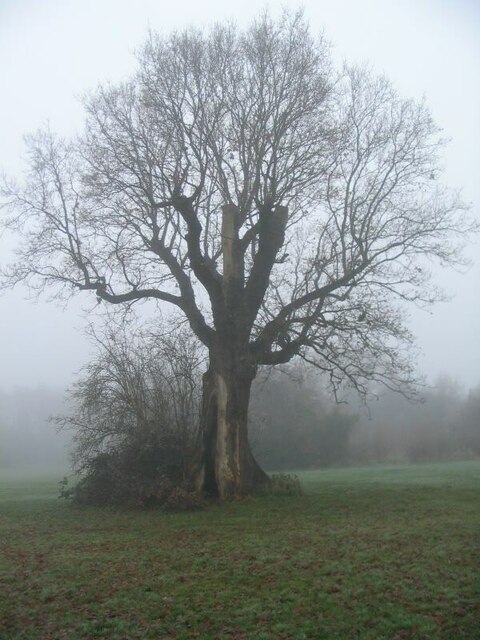 Hollow oak, Tutbury Fields