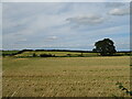 Cereal crop north of National Cycle Route 71