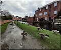 Canada Geese along the Staffordshire and Worcestershire Canal