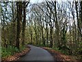 Country road passing through Collinpark Wood