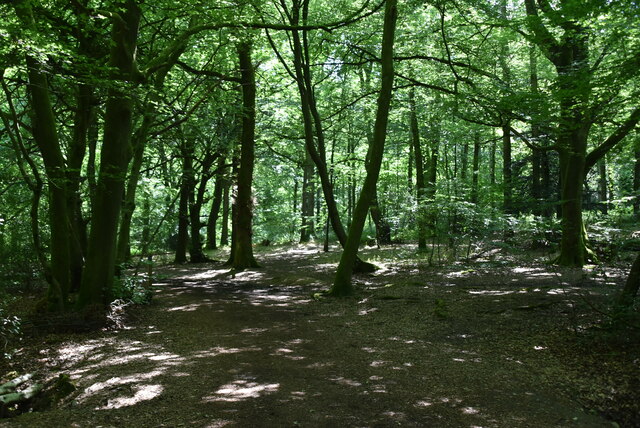 Staffhurst Wood, Tandridge - area information, map, walks and more