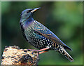 NT4936 : A winter starling (Sturnus vulgaris) by Walter Baxter