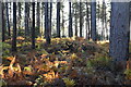 Bracken amongst Conifers