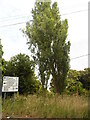 Tree by Old Lane, Martyr