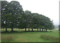 Line of trees, Loch Sprint