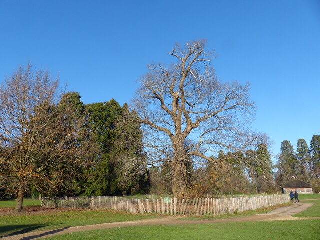 Sweet Chestnut tree, Tredegar Park Country Park (1)