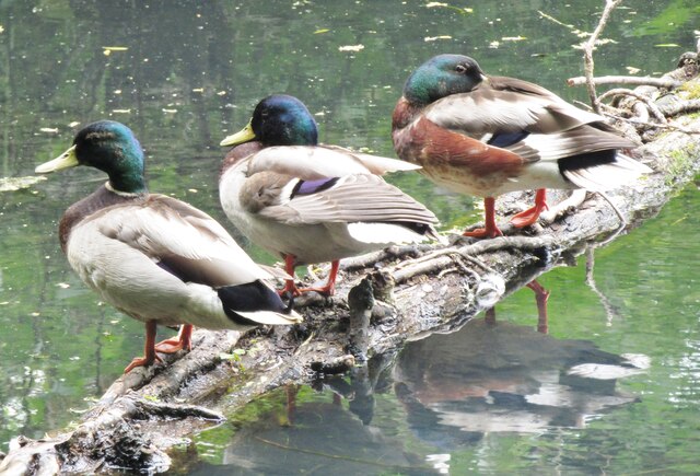 Guildford - Getting Your Ducks in a Row