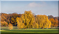 Autumn Colours in Oakhill Park