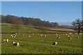 SP7075 : Open sheep grazing north of Cottesbrooke by Christopher Hilton
