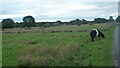 Belted Galloway cow at Castlemorton Common