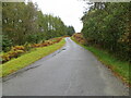 NN2532 : Glen Orchy - Road (B8074) enclosed by woodland by Peter Wood