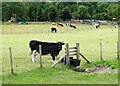 Cows at Castleside