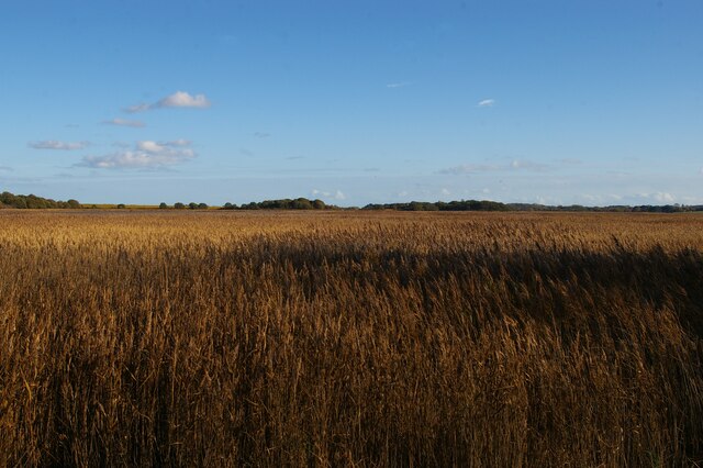 Reedbeds at Snape