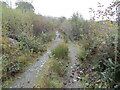 Wooded track near Ardbrecknish