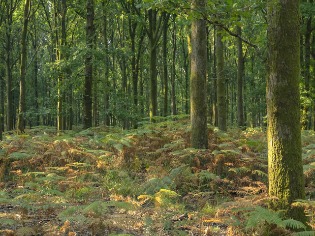 Forest floor © Jonathan Billinger :: Geograph Britain and Ireland