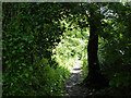 A footpath through the shrubbery