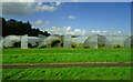 Polytunnels, Star Inn