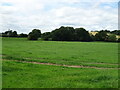 Grazing near Kilburn