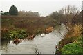 A pair of swans on the River Erewash