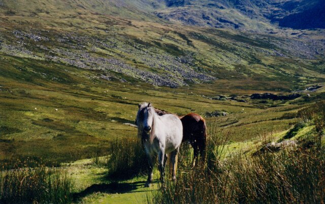 Ponies in Cwm Llafar