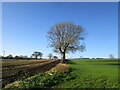 SK7759 : Tree on a field boundary, Bathley by Jonathan Thacker