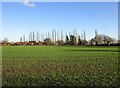 Autumn sown crop and poplar trees, Bathley