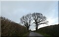 A pair of trees at North Hele