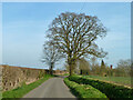 Lane to Bucklers Hall, Perry Green