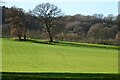 Trees in a field at Halfkey