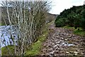 NT3436 : Muddy path by the Tweed by Jim Barton