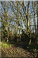 Copse on Fenby Field