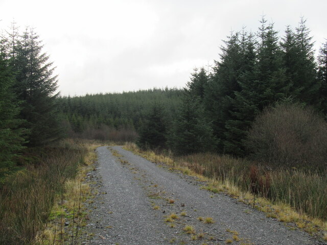 Grey Hill on a grey day in Scottish Border forestry