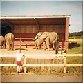 Elephants at Knowsley