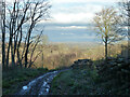 View from top of Rounden Wood