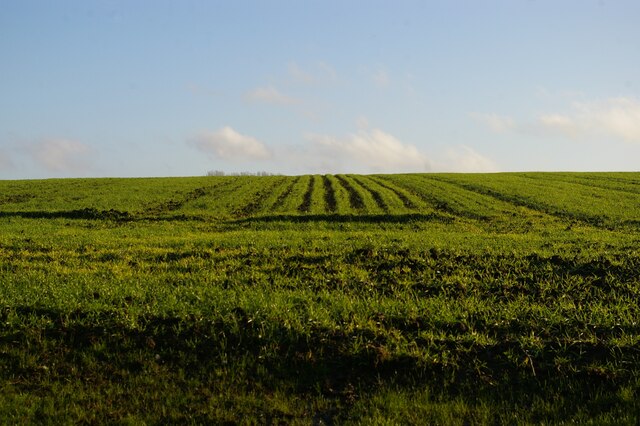 Recently-sown field, off Tiggins Lane