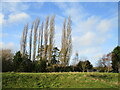 Poplar trees by the River Witham