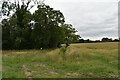 Bridleway towards Debach, Dallinghoo Wield