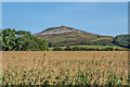 Maize field