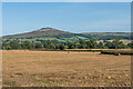 Stubble field