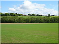 Crop field towards Skewsby