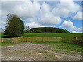 Grazing towards Cop Howe Wood, Brandsby