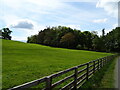 Grazing towards Lea Close woodland